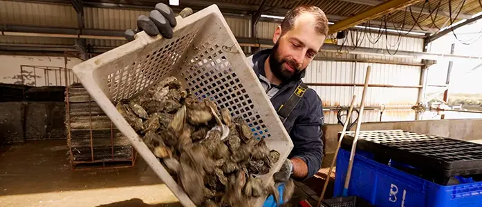 Las industrias encuentran valor oculto en conchas de ostras y redes de pesca desechadas