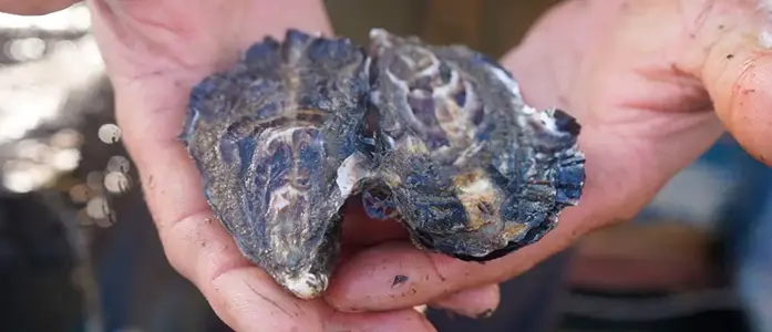 UCN se posiciona como motor de cambio en el desarrollo acuícola chileno a través del PTEC Ostra Japonesa